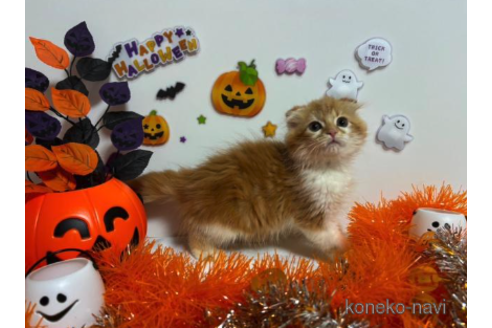 成約済の大阪府のスコティッシュフォールド-68375の2枚目